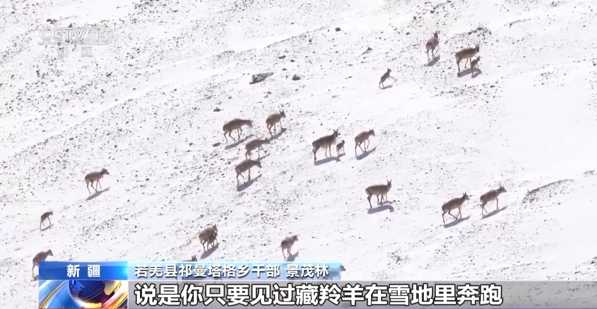 讓萬千藏羚羊在雪地里奔跑荒原上的守護者：一切辛苦都值得阿爾金山