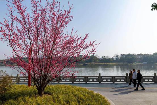 满目皆春光 眉山东坡赏花正当时