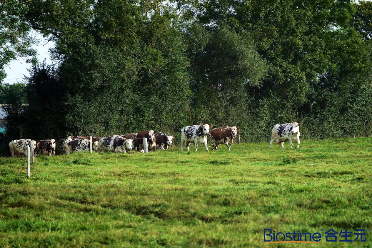 合生元溯源法国诺曼底,实证"初乳营养天花板"