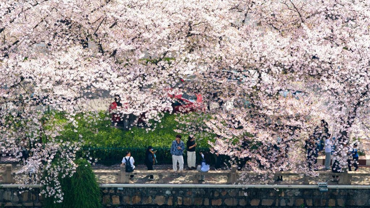 踏春赏花，让美景变“钱景”