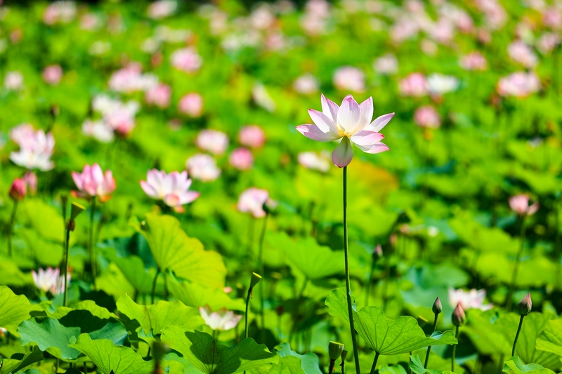 浙江杭州：夏日荷花绽放引客赏