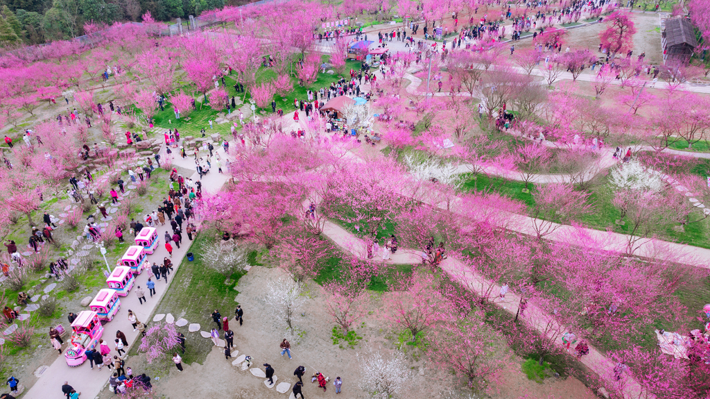 成都：问花村梅花盛开如霞