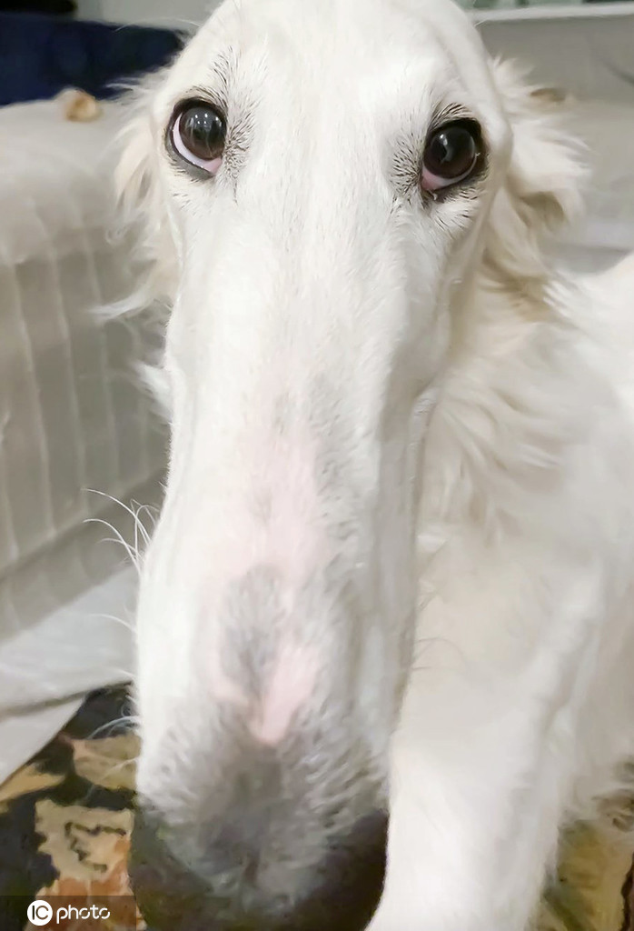 美一猎犬凭31厘米长鼻子成网红