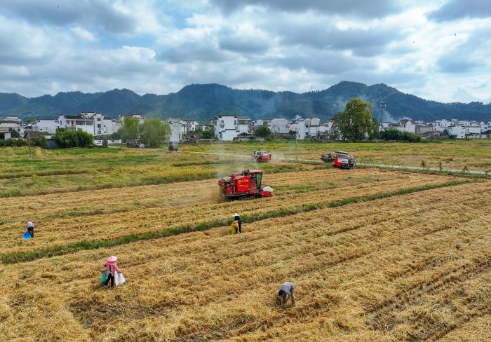 安徽秋粮收获面积近6000万亩