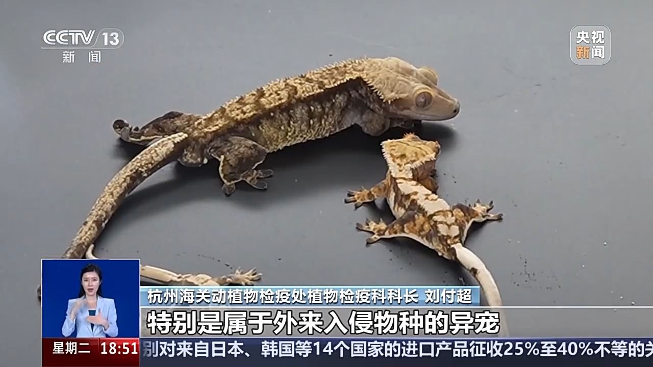 未经申报携带35只守宫被拦截查验 带“异宠”回国需注意插图1