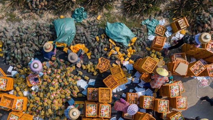 海南琼海：凤梨忙采收