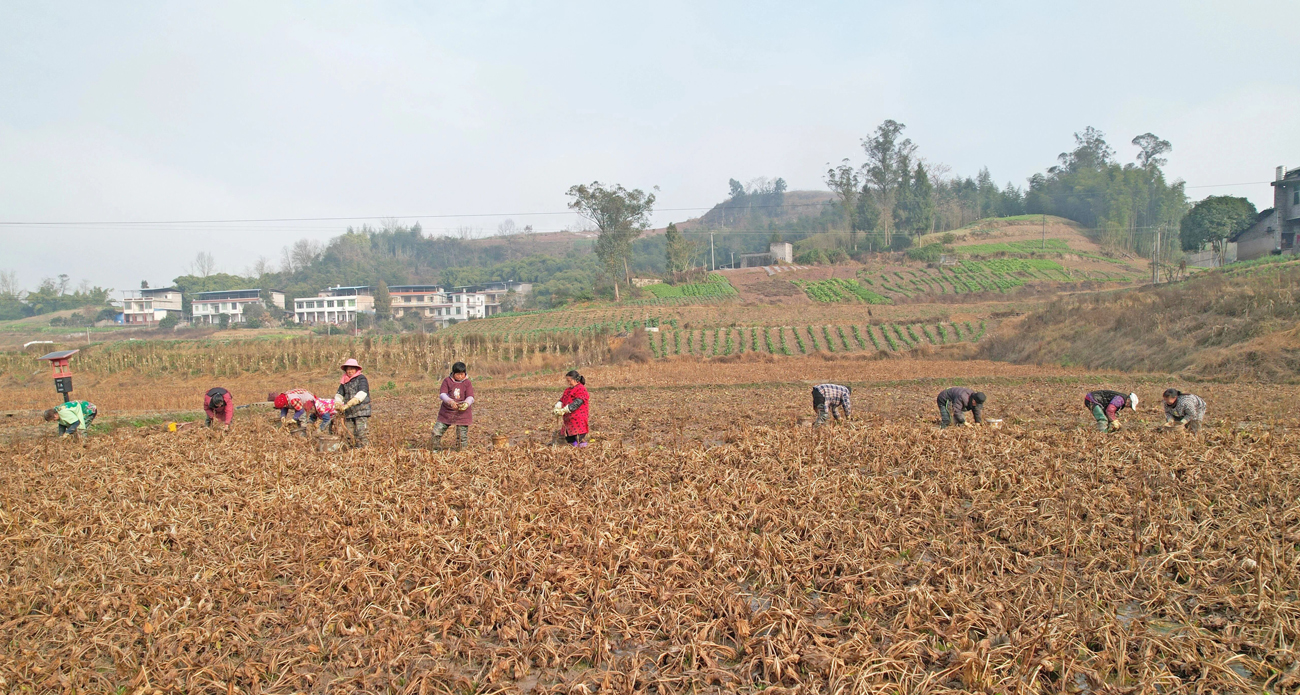 “稻后淘金”：四川开江千余亩泽泻迎丰收
