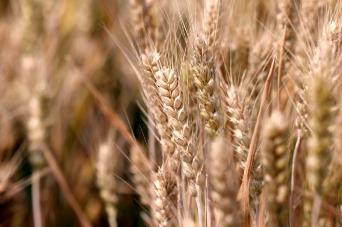 2025年三大粮食作物化肥利用率达43.3%