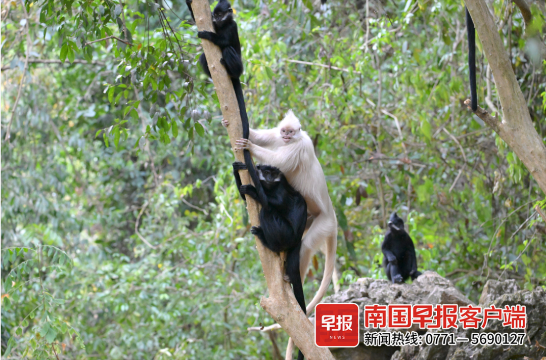 ✅体育直播🏆世界杯直播🏀NBA直播⚽“显眼包”拍到了！黑叶猴中的“小白”现身广西