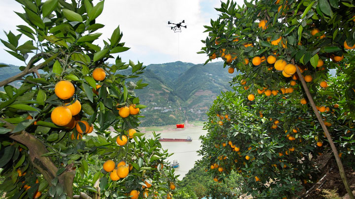湖北秭归：三峡夏橙丰收