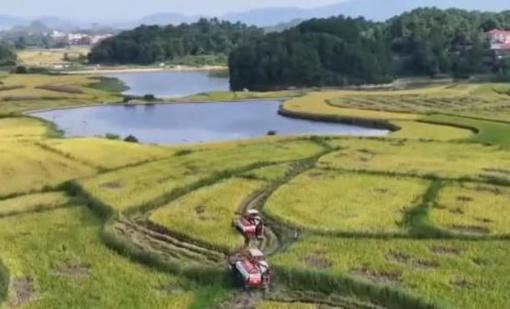 科技助力各地“粮”辰美景，丰收在望