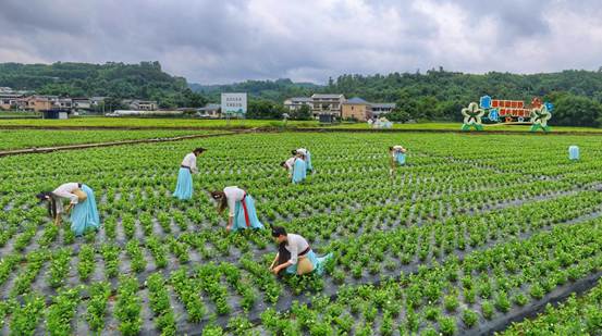 专家客商“支招”  助力犍为打造全球花香新茶饮供应基地