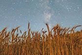 果实与星辰的守望