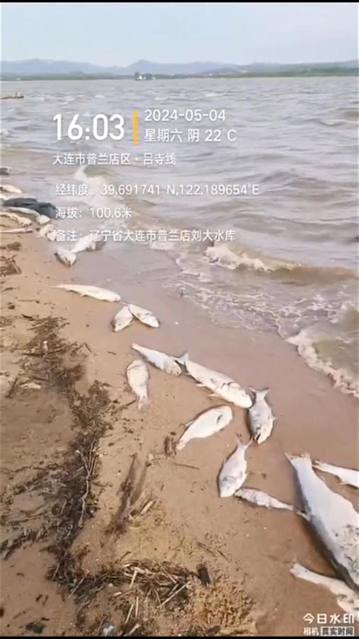 大连刘大水库大量鱼死亡,当地相关部门介入调查