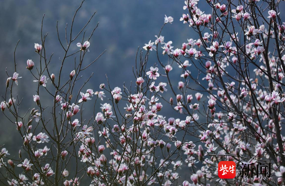 江苏句容:漫山宝华玉兰开 赏花踏青迎客来