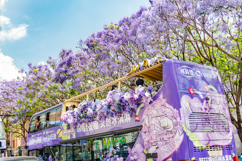昆明兰花楹盛开成景 吸引游客观赏