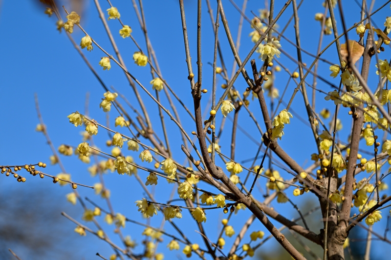 西安兴庆宫公园腊梅花盛放