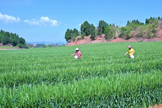 四川仁寿：当好“田保姆” 荒田变“热土”