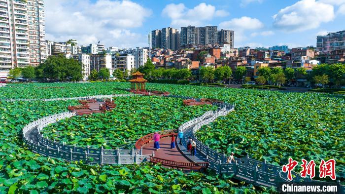 广西梧州：盛夏荷香引客来插图12
