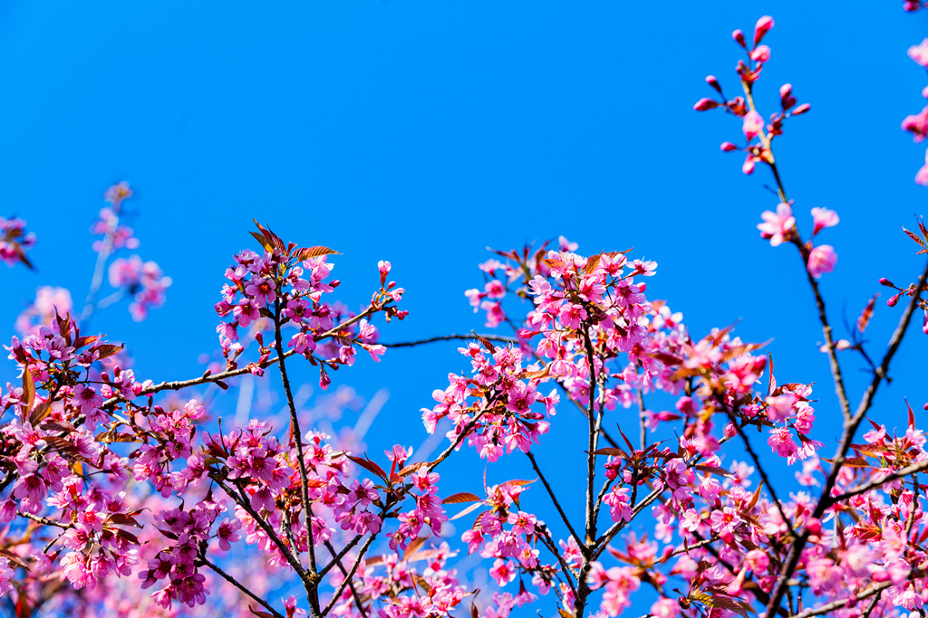 昆明冬樱花粉艳花簇缀满枝头