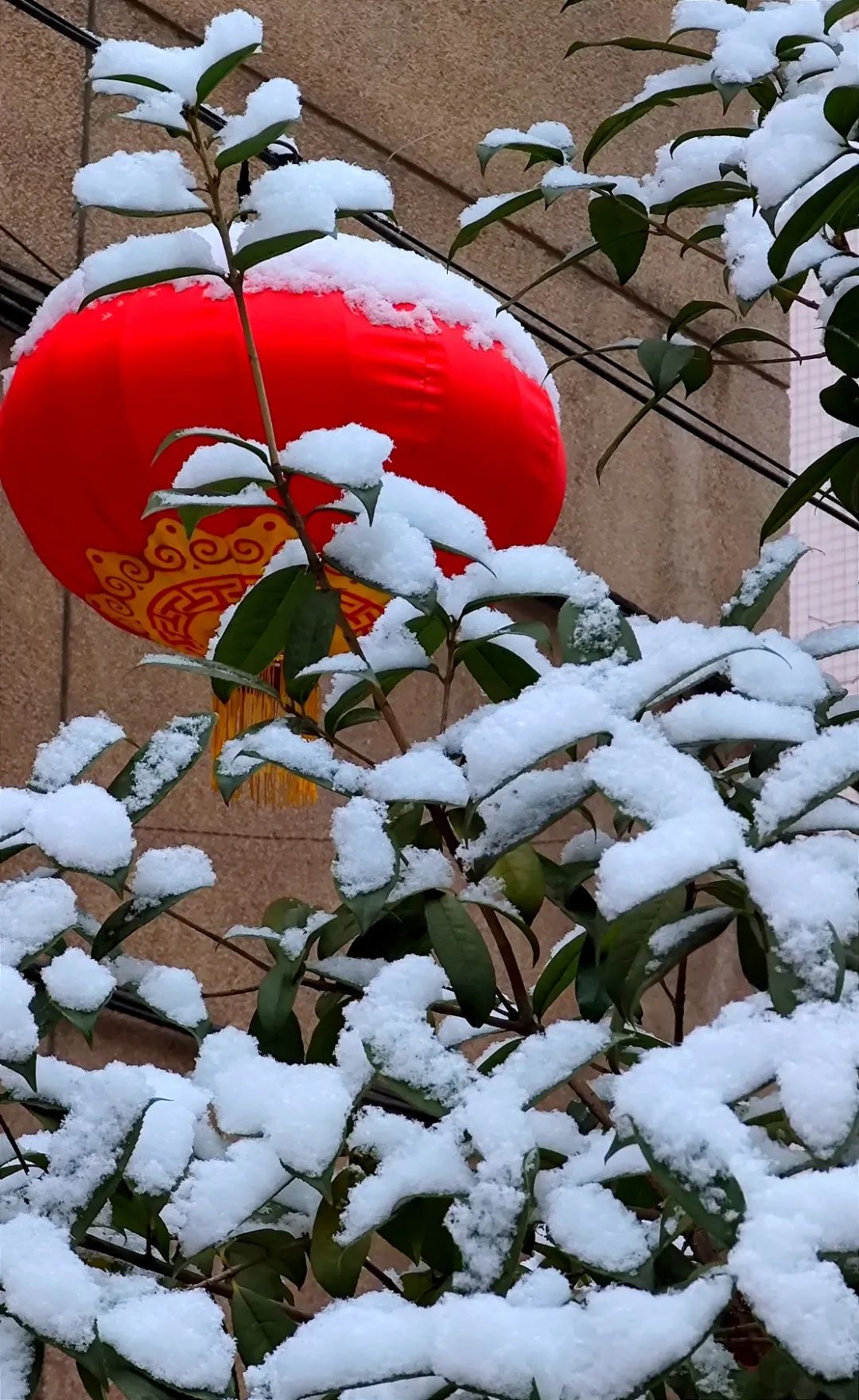 千年迎新春瑞雪兆丰年图片