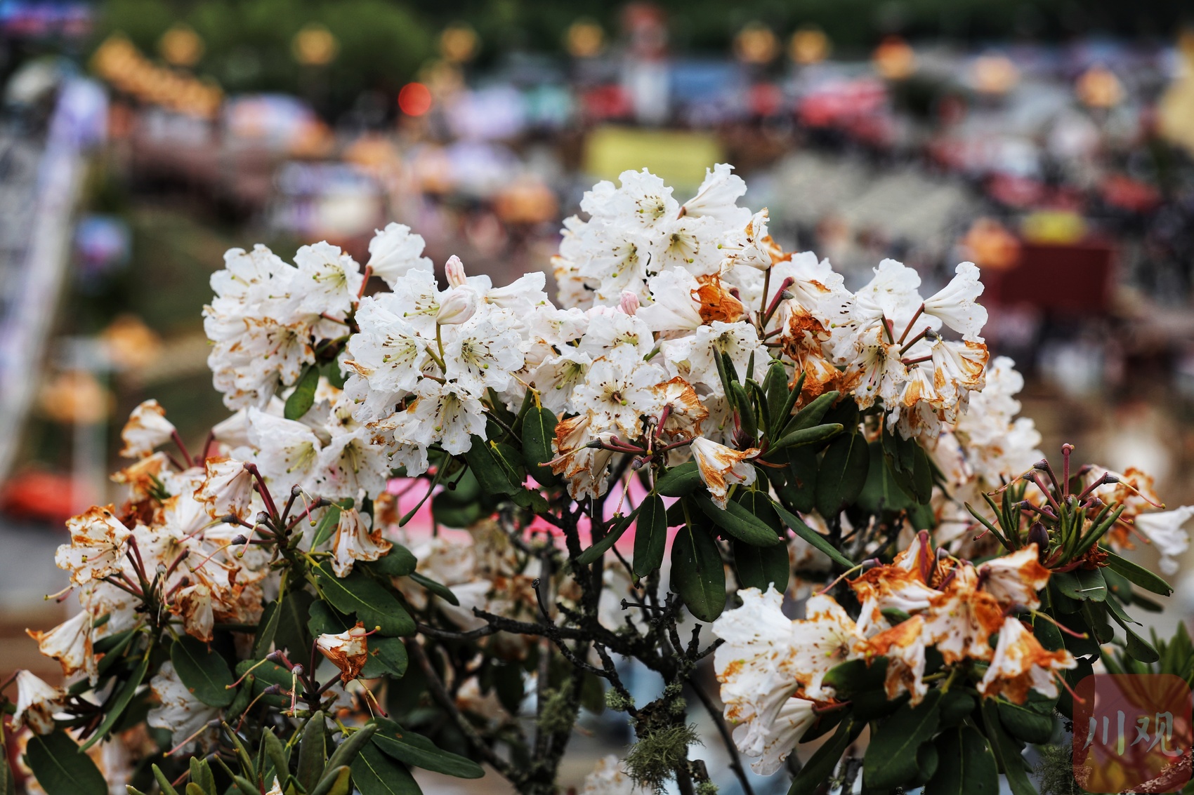 金阳第九届索玛花文化旅游节开幕,十万亩索玛花海助力文旅强县