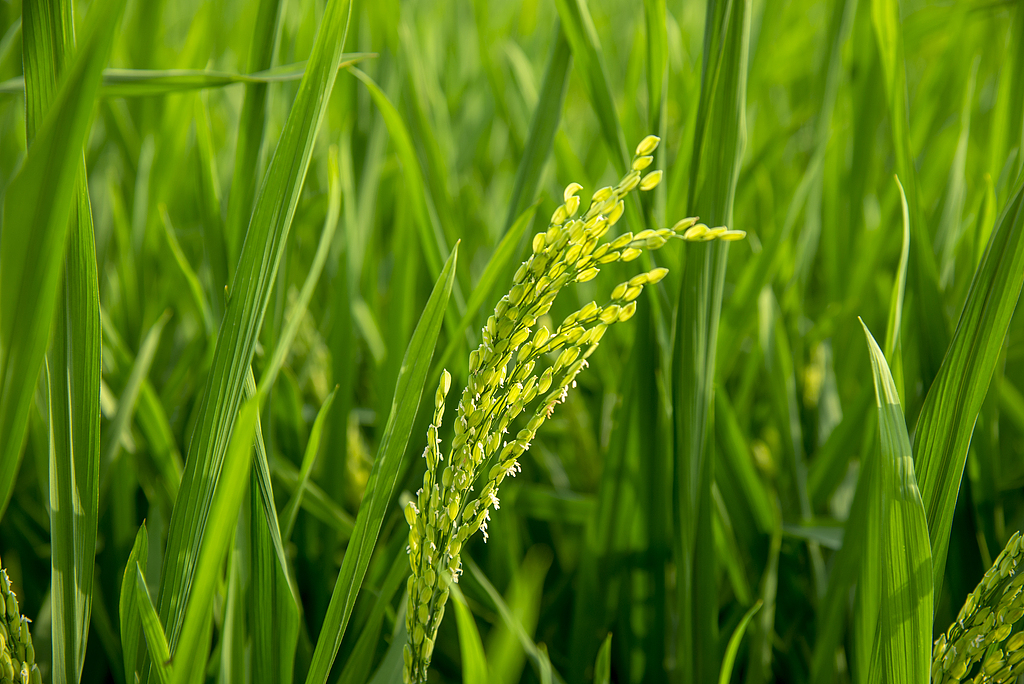 科学家破解水稻抗病毒密码