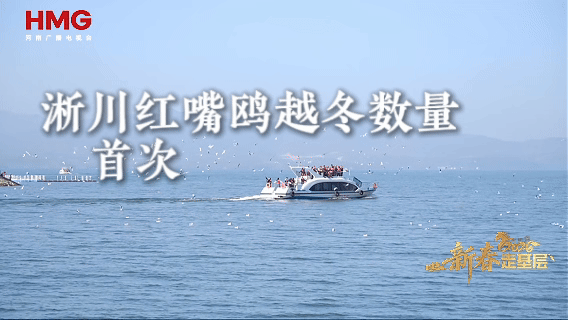 新春走基层丨浪漫“鸥遇”不止偶遇