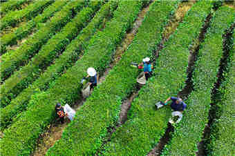  Badong, Hubei: Tea farmers are busy picking tea in summer