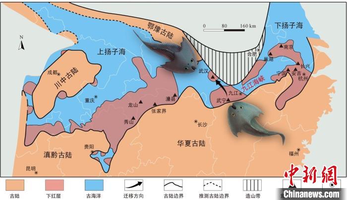 中国遼寧省産のジュラ紀後期の地層から発見された昆虫化石 化石 販売