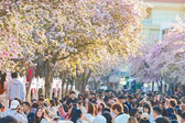 明媚花事激活春日消费