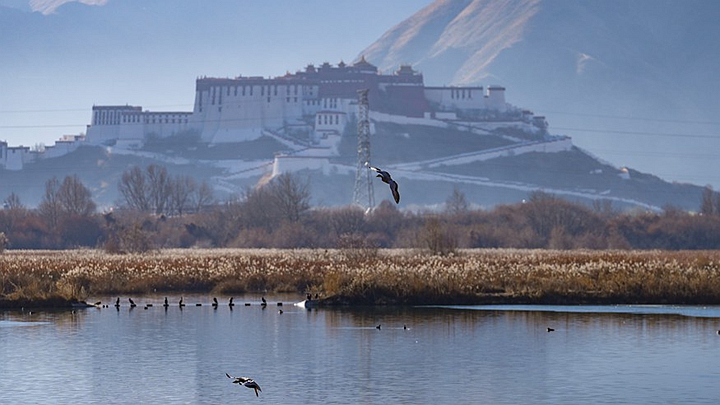 西藏：拉鲁湿地获“世界海拔最高的城市天然湿地”世界纪录认证
