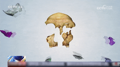 ✅体育直播🏆世界杯直播🏀NBA直播⚽考古最新成果！30万年前的古人类喜欢吃什么？动物化石出土揭示华龙洞人食谱