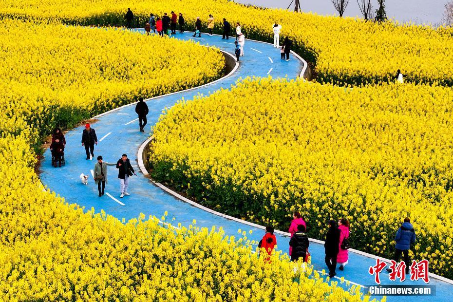 四川眉山油菜花盛开民众赏花踏春