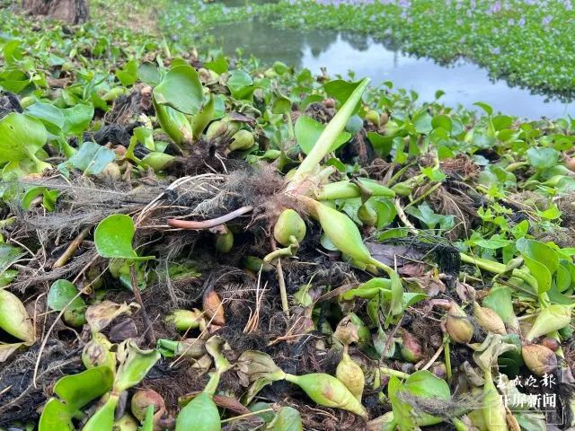 啥？！昆明市民纷纷拍照打卡的这片花海，竟是恶性入侵物种插图4