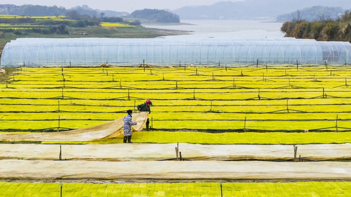 订单育秧助春耕