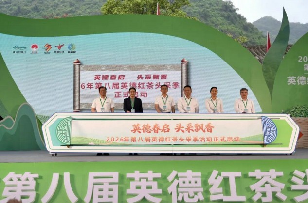 2026年第八届英德红茶头采季盛大开幕