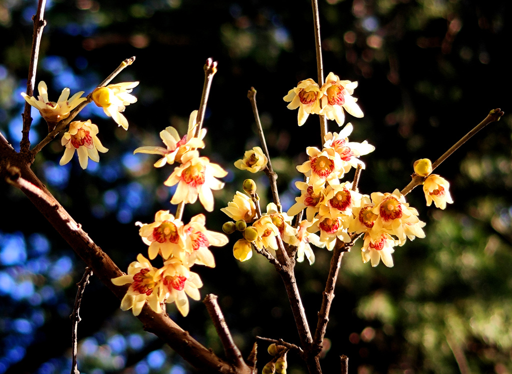 国家植物园卧佛寺蜡梅绽放