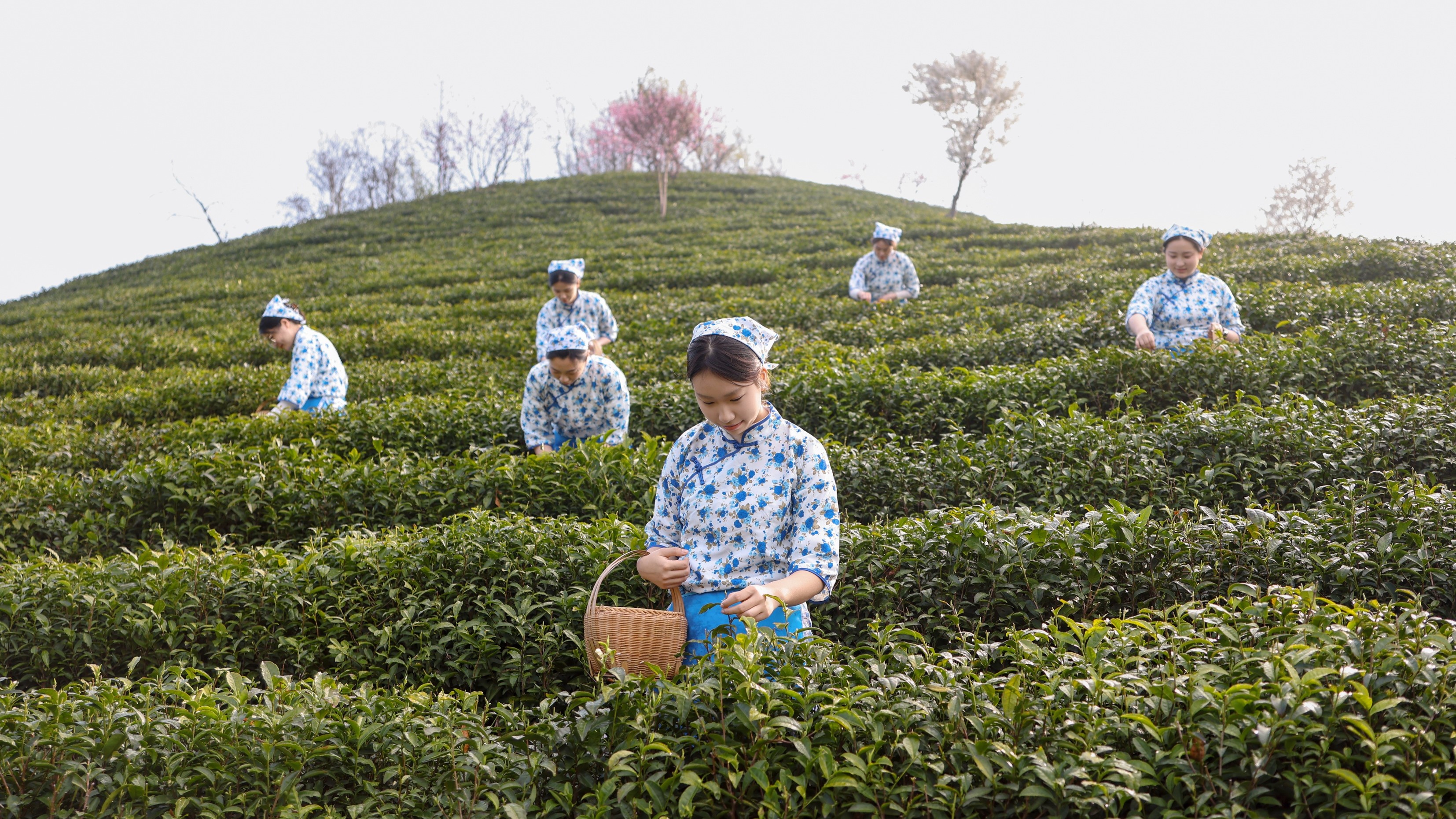 大别山北麓一口春香销百亿 “新茶人”注活力