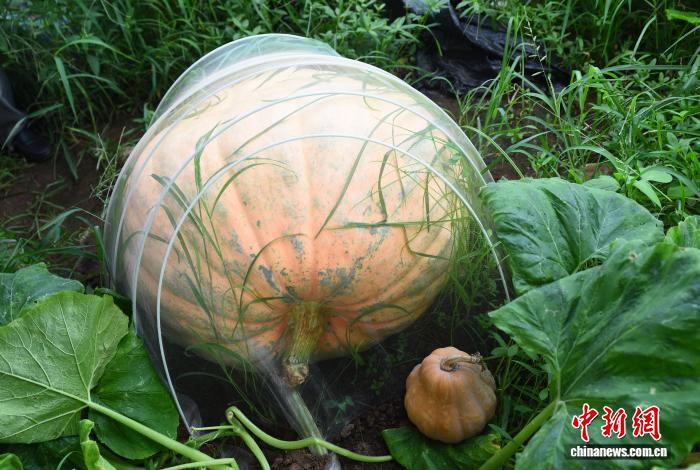 7月24日，硕大的太空南瓜在农场里展示着。近日，浙江宁波宁海一家农场培育出多个航天育种品种的巨型南瓜，最重达到300斤左右。管水红 摄