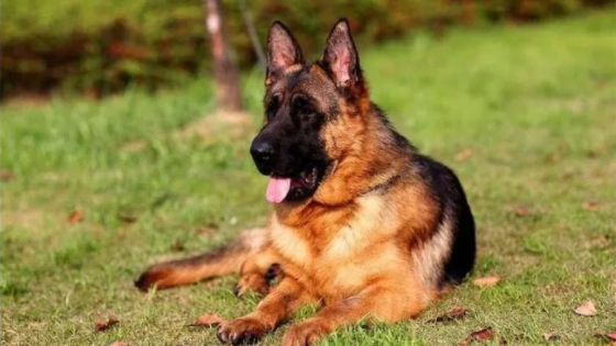 中国刑警学院将售淘汰犬提了点要求