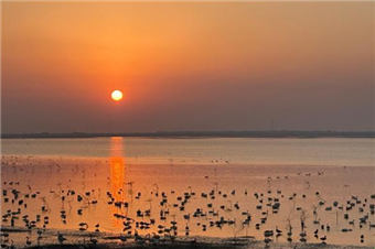 大批珍稀候鸟飞抵鄱阳湖越冬