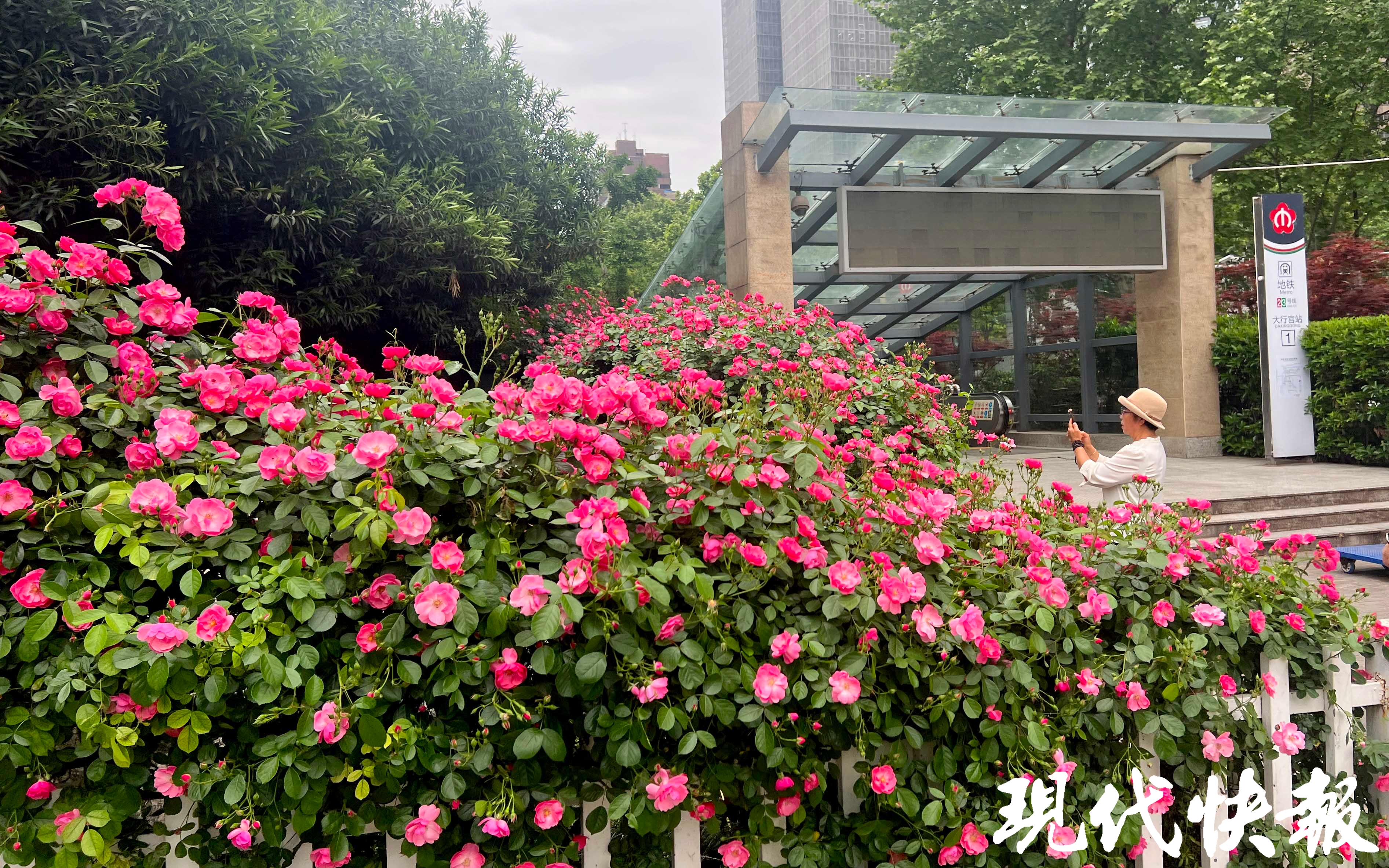 南京蔷薇花墙