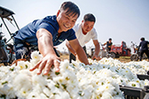 河南睢县：采摘菊花 供应市场