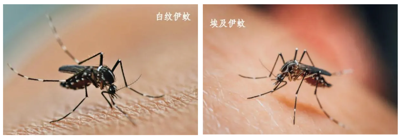 高烧+关节剧痛+皮疹？警惕基孔肯雅热！广东佛山已超千例感染插图