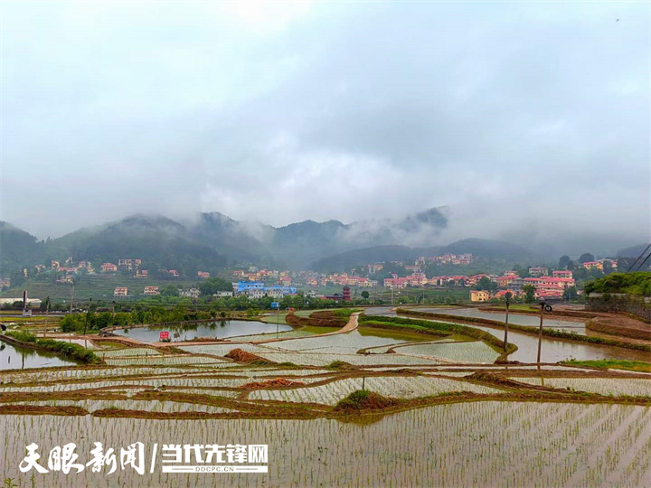 仁怀:银水村千余亩水稻插秧忙