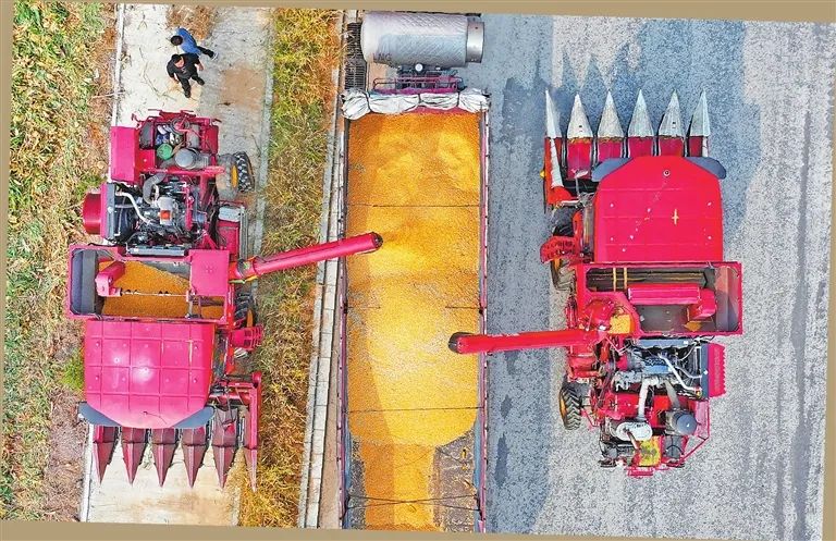 ✅体育直播🏆世界杯直播🏀NBA直播⚽10819万亩！河南秋收工作基本结束