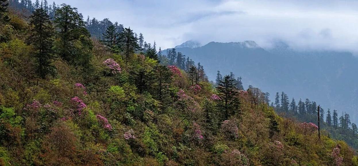 五月黑竹沟：赴一场北纬30°的杜鹃花之约