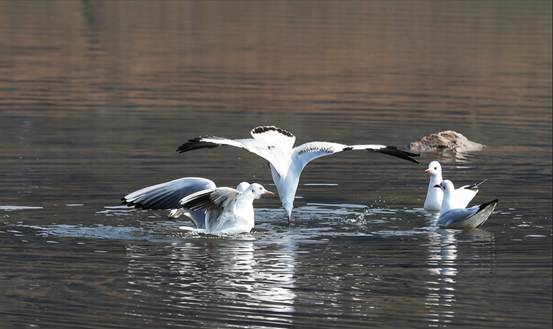 珍稀鸟类接连“打卡”四川达州 生态向好绘就生物多样性新图景