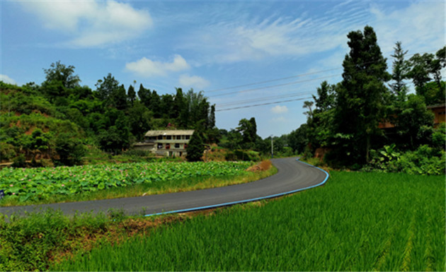 四川乐山市茅桥镇:荷花美景绘就乡村振兴画卷